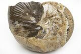 Fossil Ammonite (Rhaeboceras) - Bearpaw Shale, Montana #209702-1